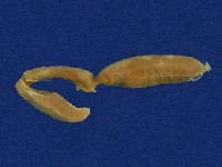 黃唇青斑海蛇藏品圖，第7張